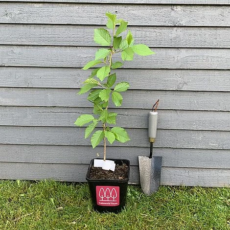 Wild Cherry Tree (Prunus Avium) Grown By Cotswold Trees 7 Wild Cherry Tree (Prunus Avium) Grown By Cotswold Trees - Image 5