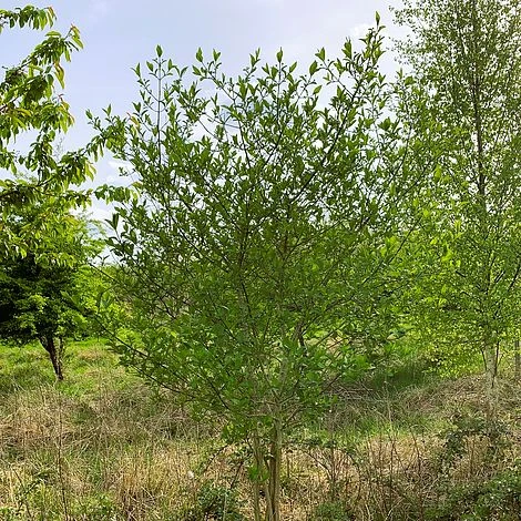 Spindle (Euonymus Europaeus) Grown By Cotswold Trees 3 Spindle (Euonymus Europaeus) Grown By Cotswold Trees