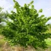 Hazel Tree (Corylus Avellana) Grown By Cotswold Trees -Garden Glory Sales IMG 9468