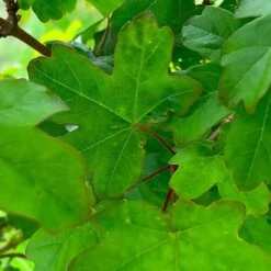 Field Maple Tree (Acer Campestre) Grown By Cotswold Trees -Garden Glory Sales IMG 9546