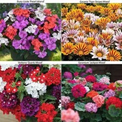 Bumper Garden Collection -Garden Glory Sales IMPA PEARLISLA S444041