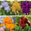 Iris 'Re-Blooming Collection' 2 Iris 'Re-Blooming Collection' -Garden Glory Sales IRIS T10126 A1