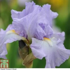 Iris 'Re-Blooming Collection' -Garden Glory Sales IRIS T10126 B1