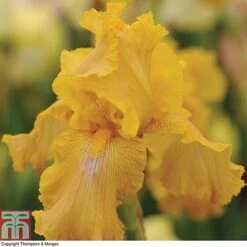 Iris 'Re-Blooming Collection' -Garden Glory Sales IRIS T10126 C1