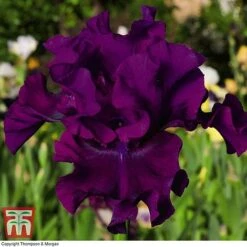 Iris 'Re-Blooming Collection' -Garden Glory Sales IRIS T10126 D2