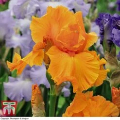 Iris 'Re-Blooming Collection' -Garden Glory Sales IRIS T10126 E2