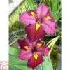 Iris Louisiana 'Ann Chowning' (Marginal Aquatic) -Garden Glory Sales IRIS T78205 A h