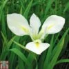 Iris Louisiana 'Her Highness' (Marginal Aquatic) -Garden Glory Sales IRIS T78211 A h