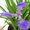 Iris Setosa 'Baby Blue' -Garden Glory Sales IRIS TKA0707 A