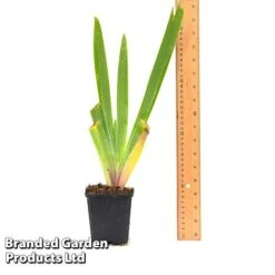 Iris 'Metolius Blues' -Garden Glory Sales IRIS METOLI9CM T44318