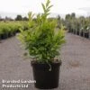 Itea Virginica 'Love Child' -Garden Glory Sales IteaLoveChild10L