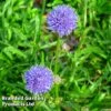Jasione Laevis 'Blue Light' -Garden Glory Sales JASI BLUELIGHT S38381