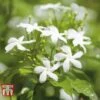 Jasminum Officinale 2 Jasminum Officinale -Garden Glory Sales JASM T40073 C