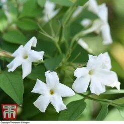 Jasminum Officinale -Garden Glory Sales JASM T40073 D