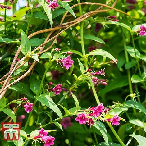 Jasminum Beesianum 3 Jasminum Beesianum