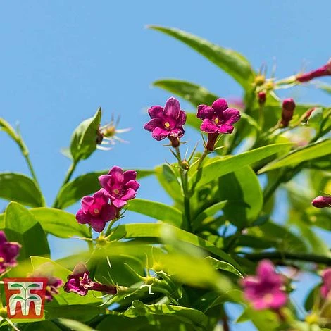 Jasminum Beesianum 4 Jasminum Beesianum - Image 2