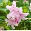 Jasminum X Stephanense 1 Jasminum X Stephanense -Garden Glory Sales JASM T80300 A1