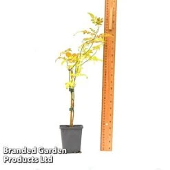 Jasminum Officinale -Garden Glory Sales JASM OFFICI9CM T43487