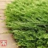 Juniperus Horizontalis 'Prince Of Wales' -Garden Glory Sales JUNI 66289 A