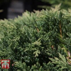 Juniperus Horizontalis 'Prince Of Wales' -Garden Glory Sales JUNI 66289 C