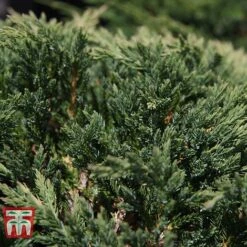 Juniperus Horizontalis 'Prince Of Wales' -Garden Glory Sales JUNI 66289 D
