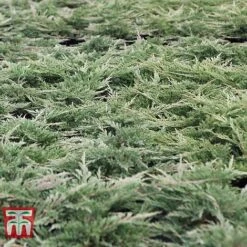 Juniperus Horizontalis 'Prince Of Wales' -Garden Glory Sales JUNI 66289 E