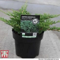 Juniperus Horizontalis 'Prince Of Wales' -Garden Glory Sales JUNI 66289 F