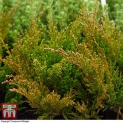 Juniperus Horizontalis 'Andorra Compact' -Garden Glory Sales JUNI T28605 A1