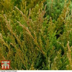 Juniperus Horizontalis 'Andorra Compact' -Garden Glory Sales JUNI T28606 A1