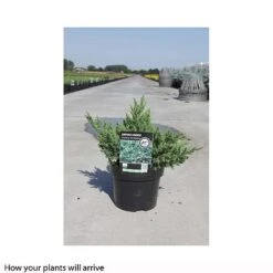 Juniperus Chinensis 'Expansa Variegata' 5 Juniperus Chinensis 'Expansa Variegata' -Garden Glory Sales JUNI T66268 B h