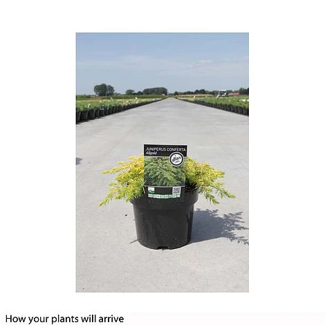 Juniperus Conferta 'Allgold' 4 Juniperus Conferta 'Allgold' - Image 2
