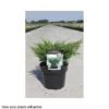 Juniperus Horizontalis 'Andorra Compact' -Garden Glory Sales JUNI T66282 A h