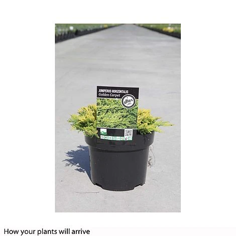 Juniperus Horizontalis 'Golden Carpet' 4 Juniperus Horizontalis 'Golden Carpet' - Image 2