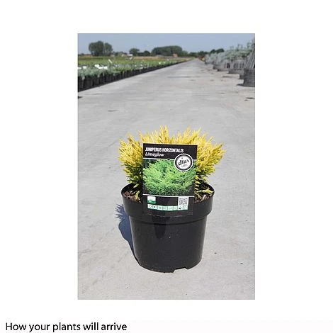 Juniperus Horizontalis 'Lime Glow' 4 Juniperus Horizontalis 'Lime Glow' - Image 2