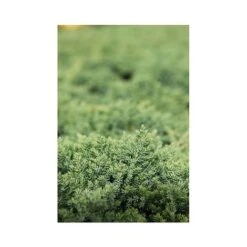 Juniperus Procumbens 'Nana' -Garden Glory Sales JUNI T66299 A h