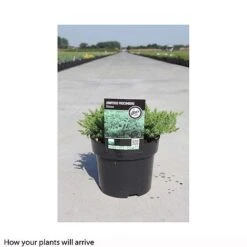 Juniperus Procumbens 'Nana' -Garden Glory Sales JUNI T66299 B h