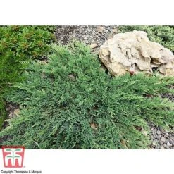 Juniperus Procumbens 'Nana' -Garden Glory Sales JUNI T66299 C