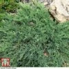 Juniperus Procumbens 'Nana' 2 Juniperus Procumbens 'Nana' -Garden Glory Sales JUNI T66299 D1