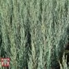 Juniperus Scopulorum 'Blue Arrow' 2 Juniperus Scopulorum 'Blue Arrow' -Garden Glory Sales JUNI T66303 A