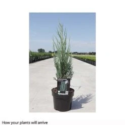 Juniperus Scopulorum 'Blue Arrow' -Garden Glory Sales JUNI T66303 B h