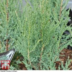 Juniperus Scopulorum 'Blue Arrow' -Garden Glory Sales JUNI T66303 C