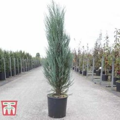 Juniperus Scopulorum 'Blue Arrow' -Garden Glory Sales JUNI T66303 D