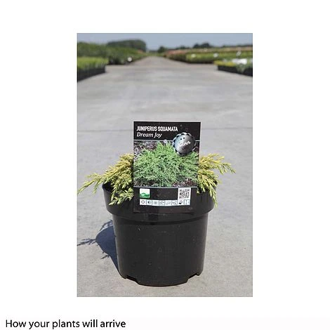 Juniperus Squamata 'Dream Joy' 4 Juniperus Squamata 'Dream Joy' - Image 2