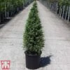Juniperus Communis 'Pyramidalis' 1 Juniperus Communis 'Pyramidalis' -Garden Glory Sales JUNI TKA3202 A