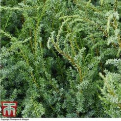 Juniperus Chinensis 'Blue Alps' -Garden Glory Sales JUNIBLUE T28608 A1