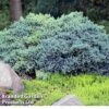 Juniperus Squamata 'Blue Compact' -Garden Glory Sales JUNI BLUECOMPA L30382