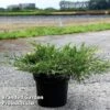 Juniperus Pfitzeriana 'White Splash' -Garden Glory Sales JUNI WHITESPLA S45847