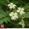 Jasminum Officinale 'Clotted Cream' 1 Jasminum Officinale 'Clotted Cream' -Garden Glory Sales Jasmine20Clotted20Cream