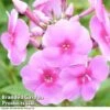 Phlox Paniculata 'Eva Cullum' -Garden Glory Sales KA6020 Phlox EvaCullum1