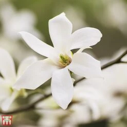 Magnolia Salicifolia 'Wada's Memory'